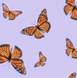 Meet your Posher, Chanta